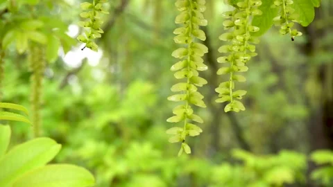 Maple poplar Tree in the Rain Stock Footage 154341946