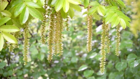 Maple poplar Tree in the Rain Stock Footage 154341947