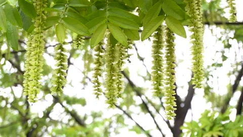Maple poplar Tree in the Rain Stock Footage 154342377