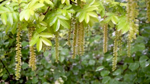Maple poplar Tree in the Rain Stock Footage 154342378