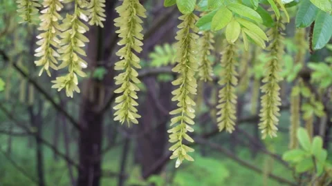 Maple poplar Tree in the Rain Stock Footage 154342381