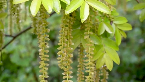 Maple poplar Tree in the Rain Stock Footage 154342384