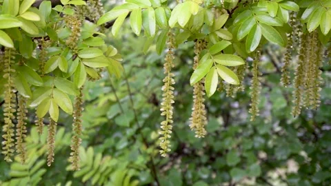Maple poplar Tree in the Rain Stock Footage 154342389