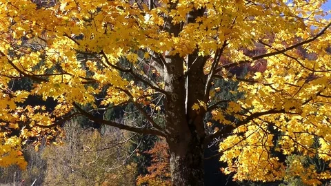 Maple on the Prislop Autumn Meadow. Stock-Footage 83036760