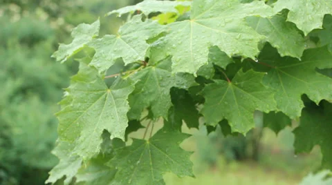 Maple in the Rain Stock Footage 37188880