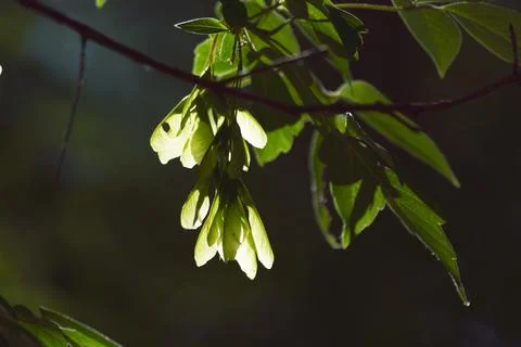 Maple in the rays of the sun. Stock Photos