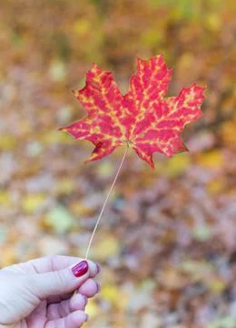 Maple red leaf close up in a female hand Stock Photos