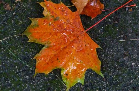 Maple red leaf on the pavement after rain. Foto stock