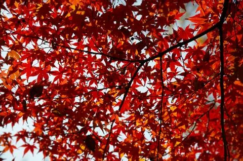 Maple red leafs Stock Photos