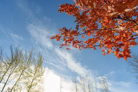 Maple with red leaves in autumn in the park against the blue sky. Branches of Stock Photos
