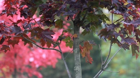 Maple with red leaves on the background of the autumn park. Stock Footage 168887429