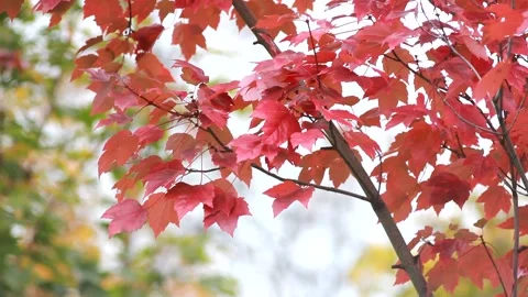 Maple with red leaves on the background of the autumn park. Stock Footage 168887592
