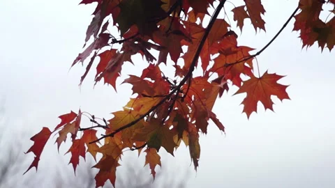 Maple Red Leaves Stock Footage 139876373