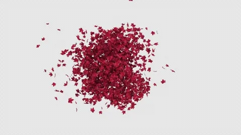 Maple Red Transition Stock Footage 251845897