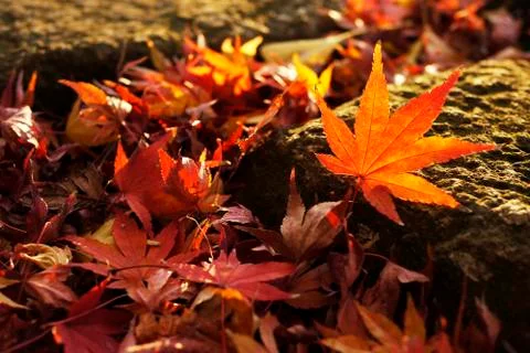 Maple on rock Stock Photos