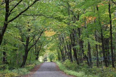 The Maple Route in Summer Stock Photos