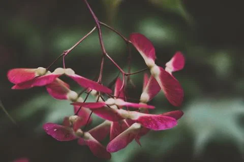 Maple Samaras Close-Up Foto stock