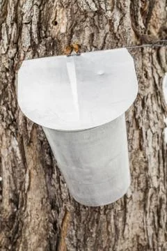 Maple sap buckets on trees in spring Stock Photos