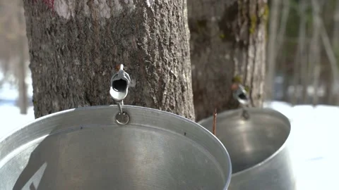Maple sap dripping in bucket 스톡 동영상 237467060