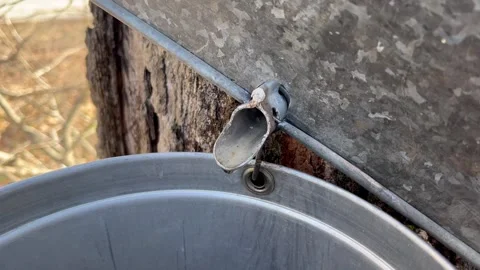 Maple Sap Dripping into a Bucket Stock Footage 274153409