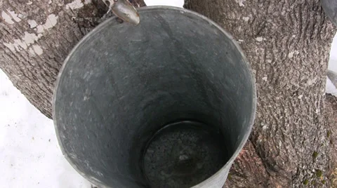 Maple Sap Dripping into Bucket in Nova Scotia Stock Footage 36481823