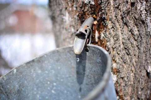 Maple sap dripping into bucket - Nova Scotia 스톡 사진