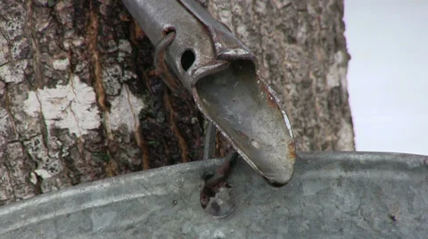 Maple Sap Dripping into Collection Bucket in Nova Scotia Stock Footage 36395203