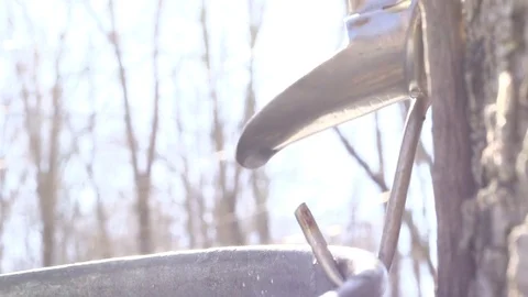 Maple sap dripping Stock Footage 84274912