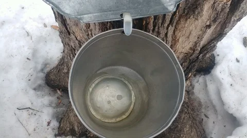 Maple Sap Dripping Into Maple Syrup Bucket Stock Footage 104970801
