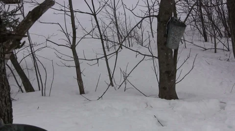 Maple Sap Drips into Bucket in Nova Scotia Panning Bucket to Bucket Stock Footage 36482626