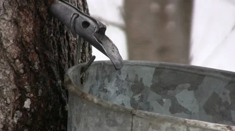 Maple Sap Drips at a steady Pace from Spile in Nova Scotia. Stock Footage 37211995