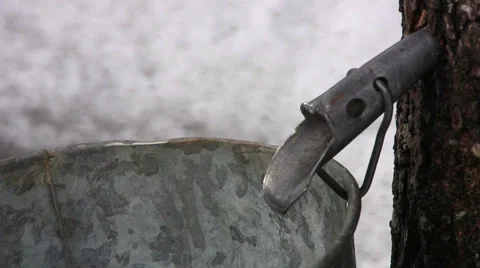 Maple Sap Drips From Tap into Bucket in Nova Scotia Stock Footage 36458418