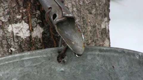Maple Sap Drips off of Tap in Nova Scotia 動画素材 36396602