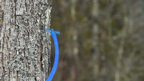 Maple Sap flowing in a sugar bush on a beautiful spring day 스톡 동영상 237769744