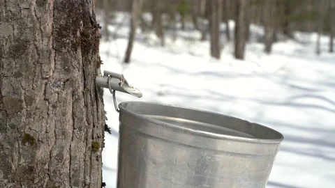 Maple sap flowing in the sugarbush 스톡 동영상 237464778