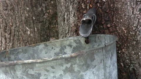 Maple Sap is Running in Nova Scotia Stock Footage 36472235