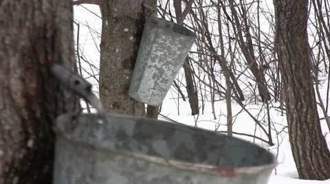 Maple Sap with Steady Drip in the Bucket in Nova Scotia, Canada Stock Footage 37187762