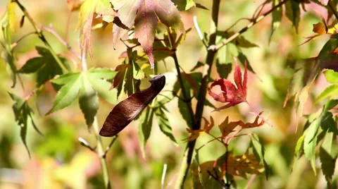Maple Seed and Leaf Spin on Spiderweb Video stock 940075