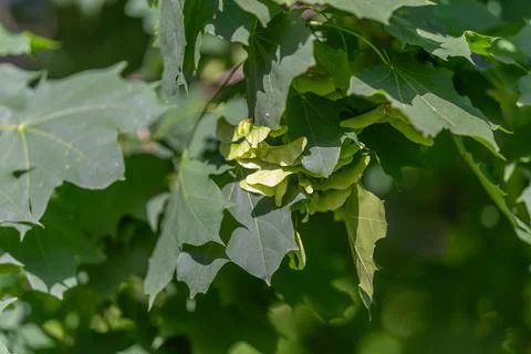Maple seed cluster. Backlit maple samaras displaying veined green seeds. Bota Stock Photos