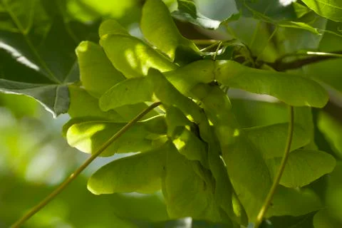 Maple seed Stock Photos