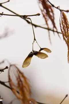Maple seed Stock Photos