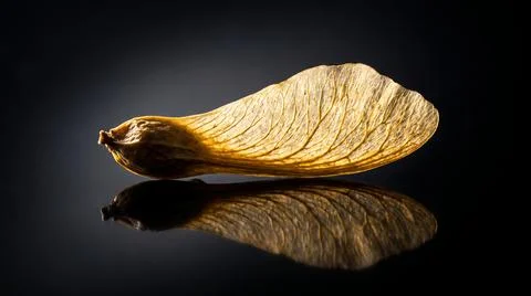 Maple seed pod wing on black reflective surface with dramatic studio lighti.. Stock Photos