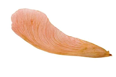 Maple Seed Single Stock Photos