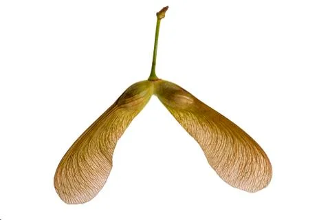 Maple seed twins Stock Photos