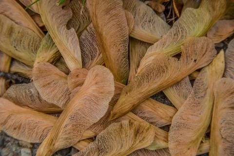Maple seedlings on the ground Stock Photos