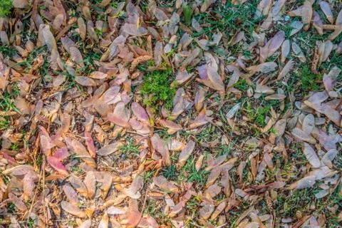 Maple seedlings on the ground Stock Photos