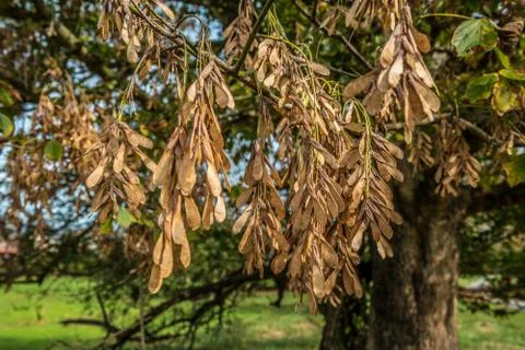 Maple seedlings helicopters Stock Photos