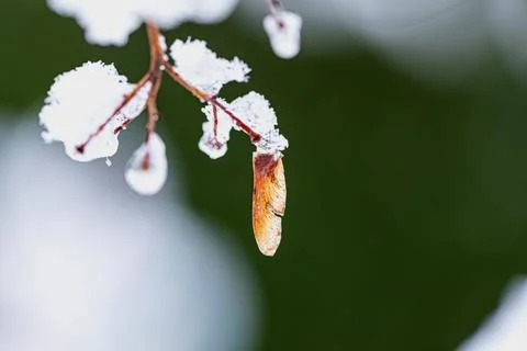 Maple seeds and branches in snow and ice Stock Photos