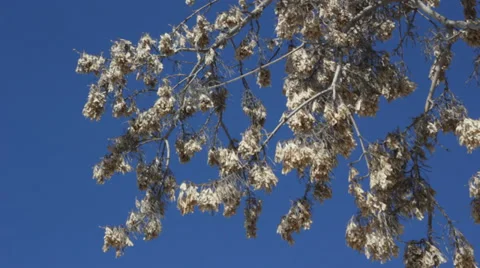 Maple seeds on blue sky Stock Footage 36231069