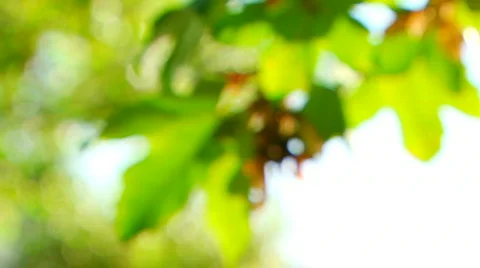 Maple seeds on a branch Stock Footage
